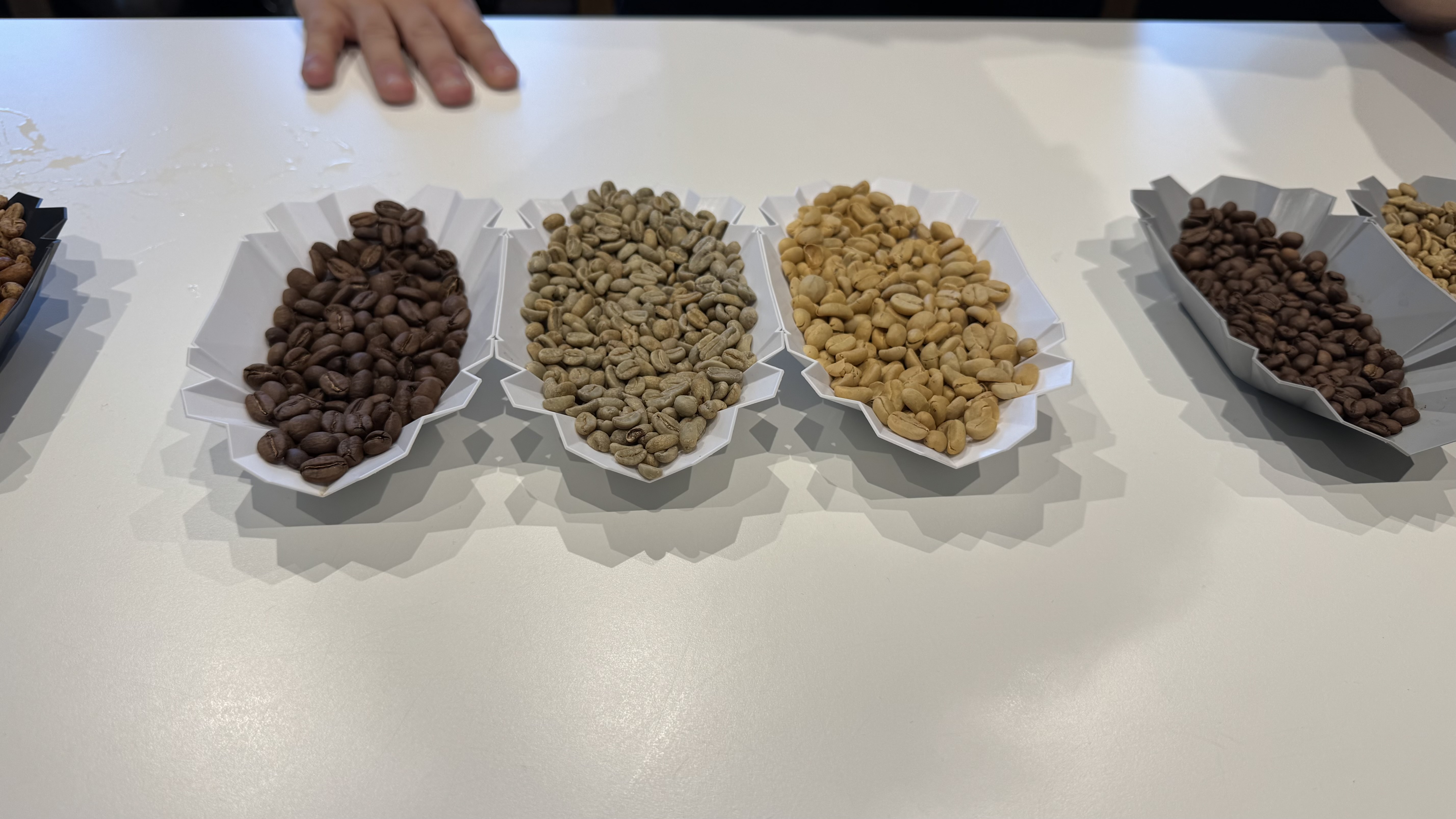 Coffee tasting setup during the processing discussion